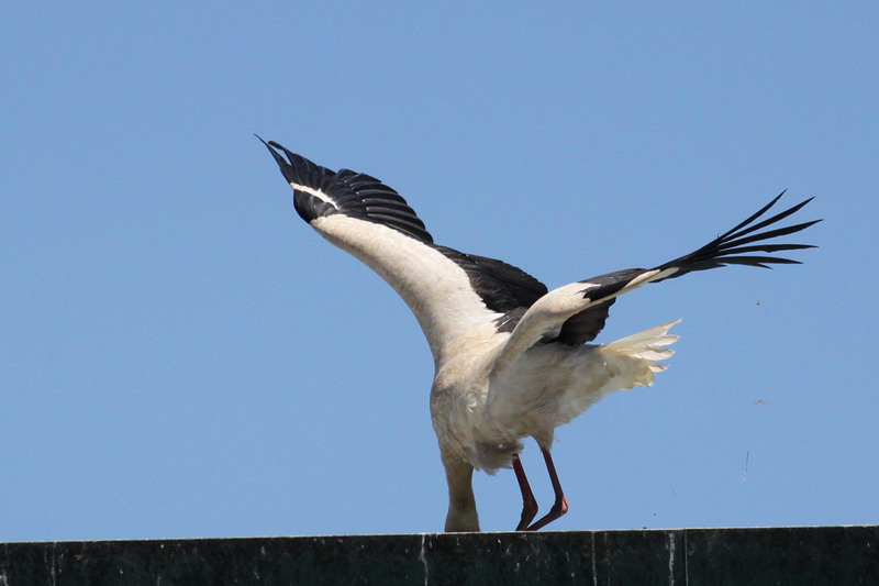 Weissstorch